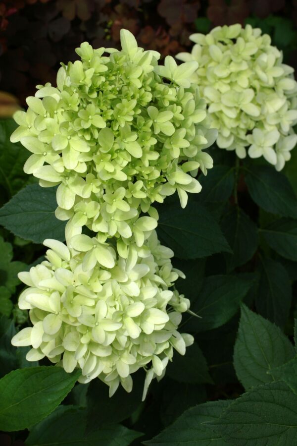 Hydrangea pan. Skyfall