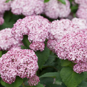 Hydrangea Sweet Annabelle