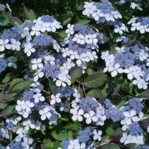 Hydrangea Bluebird
