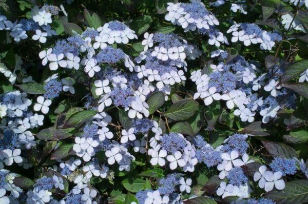 Hydrangea Bluebird