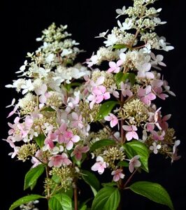 Hydrangea paniculata Confetti