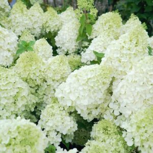 Hydrangea paniculata Polar Bear