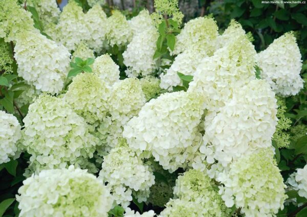 Hydrangea paniculata Polar Bear