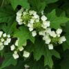 Hydrangea quercifolia - 2L