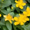 Hypericum Hidcote - 3L