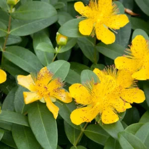 Hypericum Hidcote