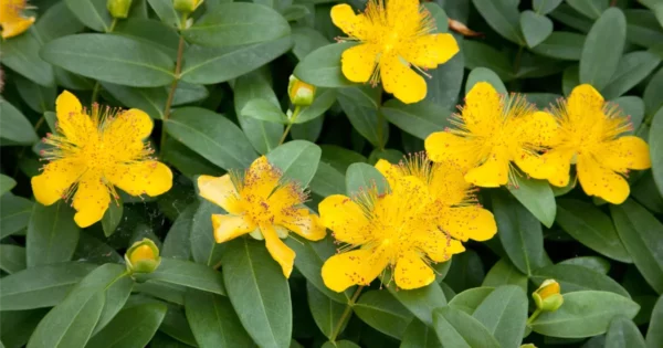 Hypericum Hidcote