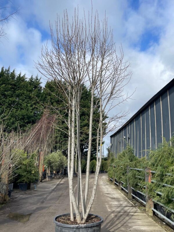 Tilia Americana Multi-stem - Image 2