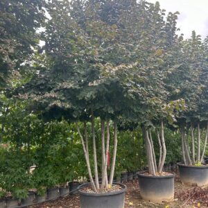 Tilia Americana Multi-stem