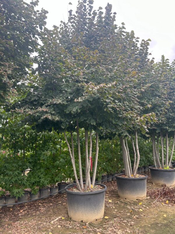 Tilia Americana Multi-stem