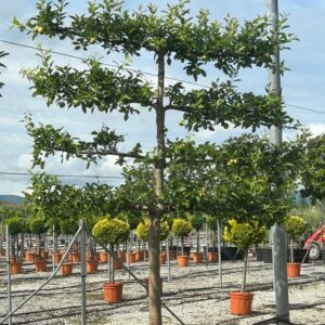 Pyrus communis Espalier / Espaliered Pear Tree