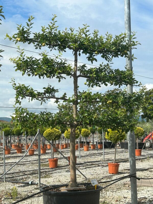 Pyrus communis Espalier / Espaliered Pear Tree