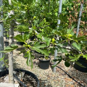 Ficus carica / Fig Espaliered Tree