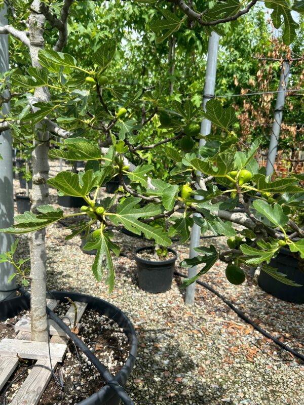 Ficus carica / Fig Espaliered Tree