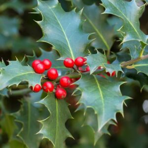 Ilex aquifolium / Holly