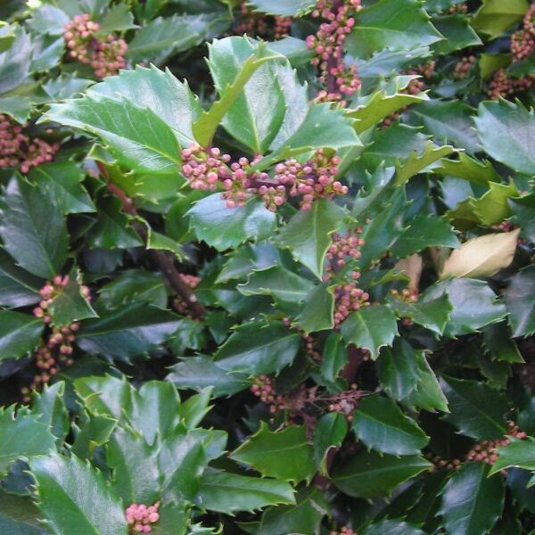 Ilex Blue Prince