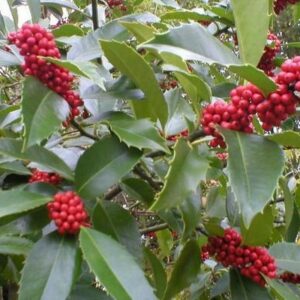 Ilex castaneifolia 