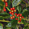 Ilex Nellie Stevens Bush - 90L 150-200cm