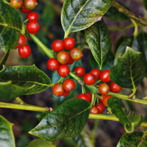 Ilex Nellie Stevens 1/2 and 3/4 Standard Espaliers