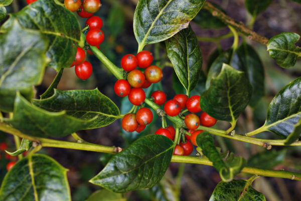 Ilex Nellie Stevens 1/2 and 3/4 Standard Espaliers