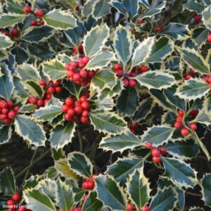 Ilex aquifolium Argentea Marginata Balls / Variegated Holly Balls