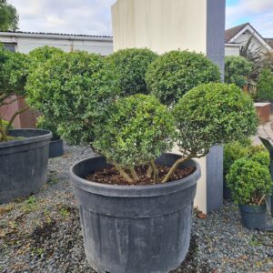 Ilex crenata Hetzii Cloud Form