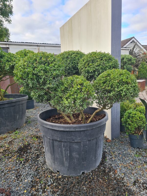 Ilex crenata Hetzii Cloud Form