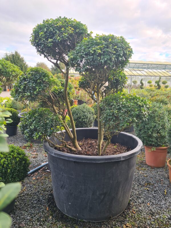 Ilex crenata Hetzii Cloud Form - Image 2