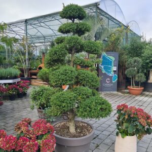 Ilex crenata Specimen Bonsai