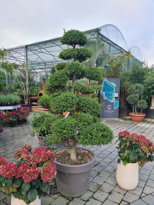 Ilex crenata Specimen Bonsai