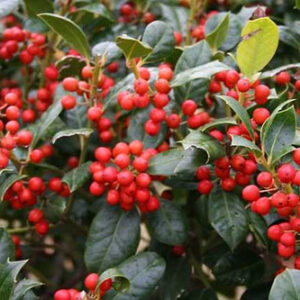 Ilex Nellie Stevens Standard Tree