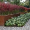 Imperata Red Baron - 2L