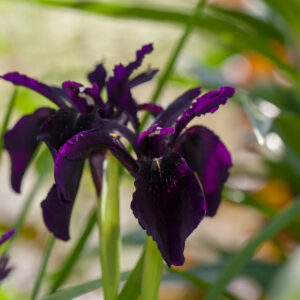 Iris Black Form