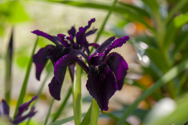 Iris Black Form