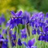 Iris siberica 'Caesar's Brother' - 2L