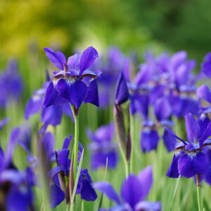 Iris siberica 'Caesar's Brother'
