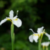 Iris sibirica 'Snow Queen' - 2L