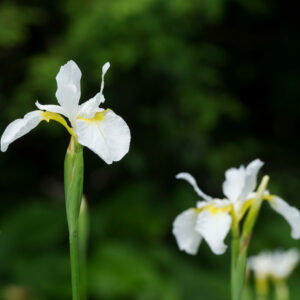 Iris sibirica 'Snow Queen'
