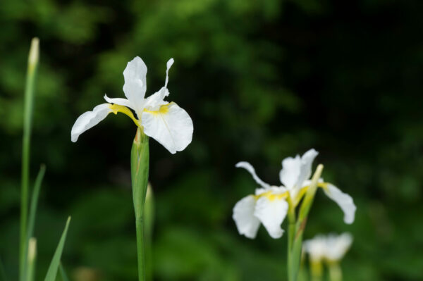 Iris sibirica 'Snow Queen'