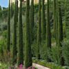 Cupressus sempervirens Pyramidalis / Italian Cypress or Pencil Cypress - 18L 150-175cm