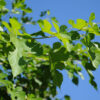Morus alba Nana / White Mulberry Nana - 18L 8-10cm girth, standard