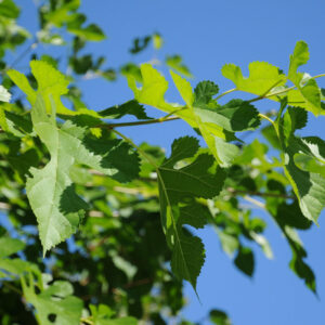 Morus nigra