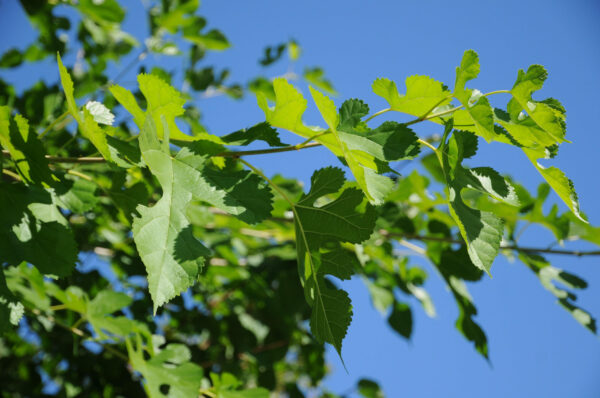 Morus alba Nana / White Mulberry Nana