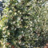Trachelospermum jasminoides / Evergreen Jasmine Arch - Simple arch 30L