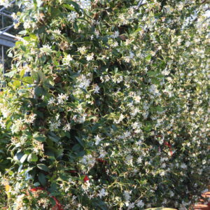 Trachelospermum jasminoides / Evergreen Jasmine Arch