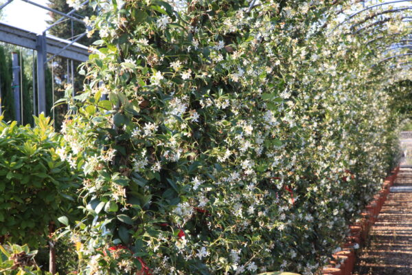 Trachelospermum jasminoides / Evergreen Jasmine Arch