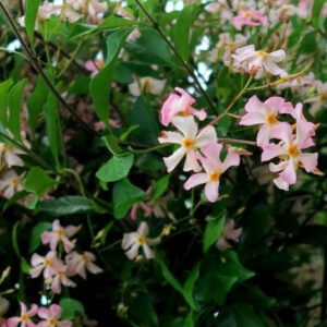 Trachelospermum jasminoides Rose D'Inde
