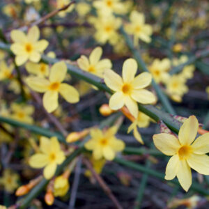 Jasminium nudiflorum / Winter Jasmine