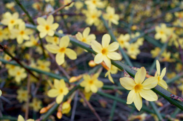 Jasminium nudiflorum / Winter Jasmine