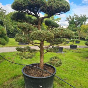 Juniper 'Blue Mountain' Bonsai